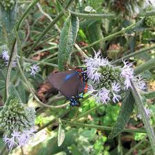 Image result for Elephantopus