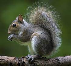 Tree Squirrel That Is Out On A Limb In A Forest Animal Facts Interesting Squirrel Animal Facts