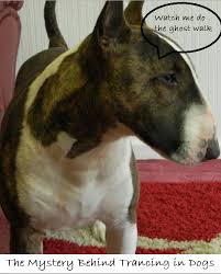 Why Do Bull Terriers And Some Other Dogs Ghost Walk Understanding Trancing In Dogs Dog Words Dogs Ghost Dog