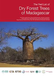 Image result for Terminalia tricristata