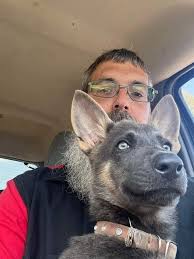 HELP!!!! Lol…..we've had this beautiful blue Shepard for a month now and  STILL can't figure out a good suitable name…..can't use Luna, Bella, Susie,  Bailey, Marlee, Nimeria or ghost lol……she's now 12