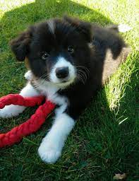 Finding a border collie puppy. Justviral Net Find Viral Images Online Puppies Collie Puppies Cute Dogs