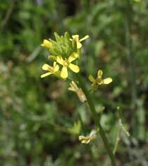 Image result for Sisymbrium burchellii