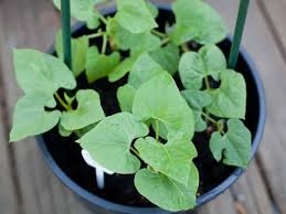 Happy bean plant turning yellow. How To Grow Beans In Containers Tips For Delicious Bush And Pole Beans