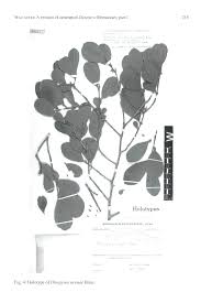 Image result for Diospyros sp. no. 1 sensu FZ