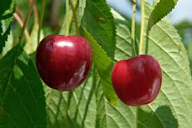 Image result for Prunus