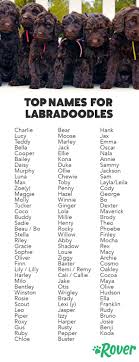 These combined traits stand out in most labradoodles and can be useful in picking a suitable labradoodle name. The 118 Most Popular Labradoodle Names For 2020 Puppies Names Female Labradoodle Dogs Dog Names Male