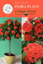 Have You Been Dreaming Of An Island Getaway With The Tropical Maui Braid Ixora Plant You Can Turn Your Patio Into Plants Garden Yard Ideas Tropical Garden