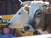 Guilford Fair