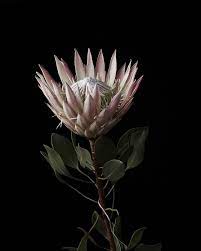 Photo Christopher Morris Reference For Gathering Her Winter Bouquet Flowers Photography Protea Flower Flower Photos
