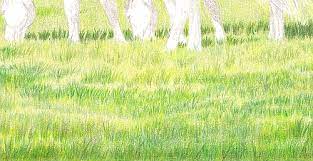 Knowing how to make your surfaces and textures look real is one of the most challenging aspects of creating art in colored pencil. How To Draw Summer Grass Carrie L Lewis Artist