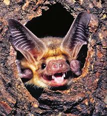 A Night Out with the Bats -