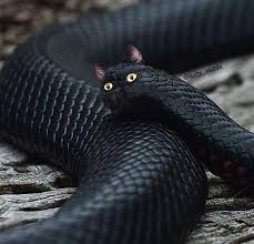 Today we are featuring a very cool artist! Hilarious Ted What If All Animals Had A Cat Face Facebook