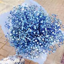 Baby S Breath Flower High Germination Flower Seeds Jack Seeds