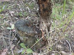 Image result for Eucalyptus cloeziana