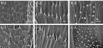 Image result for Lactuca lasiorhiza