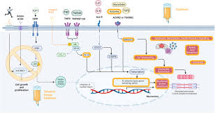 Image result for Cachexia in Cancer
