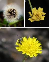 Image result for Tolpis