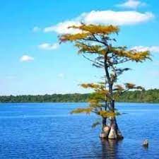 Check spelling or type a new query. Buy Pond Cypress Tree Pond Cypress Trees Pond Cypress Tree Sale
