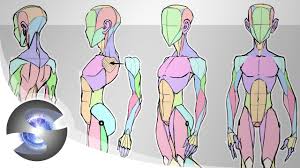 The diagram below shows how each muscle fibre is wrapped in a layer of endomysium (connective tissue). Sycra S Simplified Anatomy Model Youtube