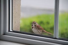 The Reasons Birds Hit Windows And How To Prevent It Why Do Birds Birds Bird