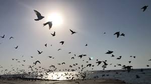 We did not find results for: Slow Motion Rock Dove Flying Youtube