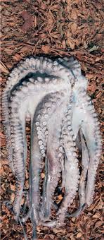 Denizlerin En Zeki Ve Kasli Yaramazi Ahtapot Gastrofests