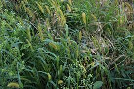 Image result for Setaria longiseta