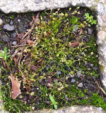 Image result for Sagina abyssinica