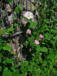 Image result for Convolvulus arvensis