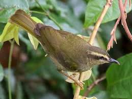 Image result for Hyparrhenia familiaris