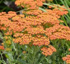 Pin On Yard Ideas A Sunnny Garden