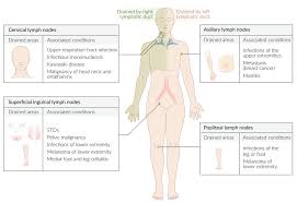How are swollen lymph nodes a warning sign of cancer? Lymphatic System Amboss