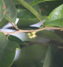 Image result for Peraceae