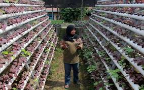 Tanaman hidroponik sangat cocok untuk dikembangkan di daerah perkotaan yang susah dijumpai lahan kosong. Bercocok Tanam Bisa Ciptakan Kesehatan Mental Lifestyle Bisnis Com