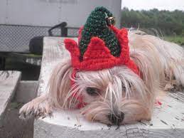 Crocheted Elf Hat For Dog Or Cat Dog Santas Helper Hat Cat Etsy Crochet Elf Hat Cat Christmas Hat Crochet Dog Hat
