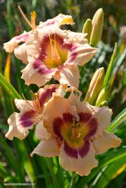 We want to make sure that you feel confident that you can order with complete assurance of satisfaction. Fall Planting For Summer Blooms Daylilies Giveaway Home Is Where The Boat Is