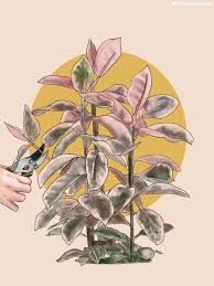 These ficus elastica (rubber plant, rubber tree) growing tips will keep yours looking great. Pink Rubber Tree Care Guide Plant Care Tips And More La Residence