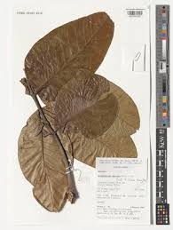 Image result for Entandrophragma delevoyi