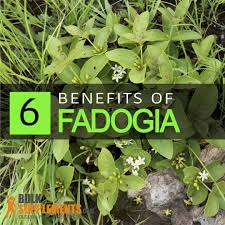 Image result for Fadogia tomentosa