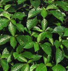 Cara menggunakan pokok herba pecah beling: Aj Herbs Pelbagai Khasiat Daun Pecah Beling Pecah Facebook