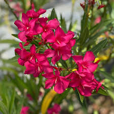 Image result for Nerium oleander