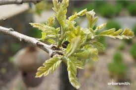 Image result for white oak leaf