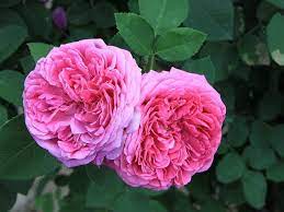 Damask Rose Rosa Damascena 16118 Flower Seeds Rose Fragrant Garden