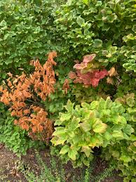 Image result for Pycnobotrya