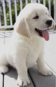 White Golden Retriever Puppy Is One Happy Pup White Golden Retriever Puppy Labrador Retriever Golden Retriever
