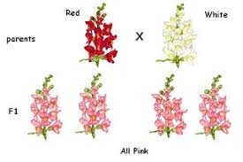 Red pea flowers x white pea flowers produce pink pea flowers which of the following is an example of codominance red pea flowers x white pea flowers produces variegated red and white flowers genes on the same chromosome can become unlinked when. What Is An Example Of Incomplete Dominance Quora