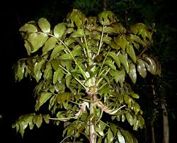 Image result for Bersama lucens