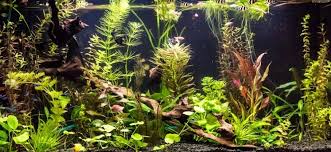 My understanding is that soft water in natural habitats is usually acidic (ph less than 7.0) and hard water in natural habitats is alkaline (ph greater than 7.0). Best Low And Medium Light Aquarium Plants