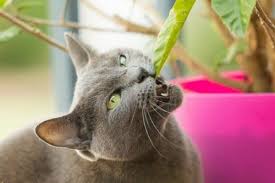 Adding fiber to the diet may help them deal with hairballs, and it may help clean their teeth, so unless you are worried about normal behavior. Can Cats Eat Catnip Catnip Pros And Cons Smart Cat Lovers